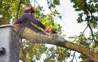 Rochester Tree Service Pros image 21